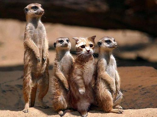 Meerkat, meerkat, the Oxford cat, and meerkat