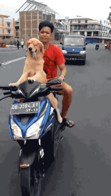 Dog riding motorcyle