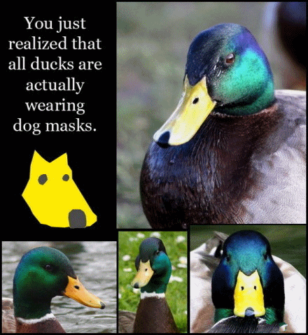 Be a good duck first. Then wear a dog mask to impress others.