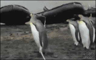 penguins stumbled